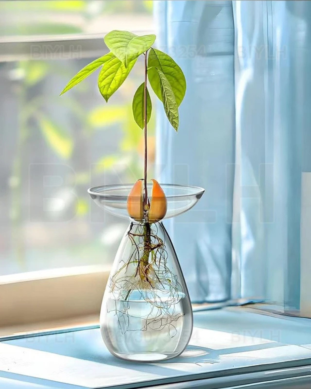 Vaso de Vidro Hidropônico para Cultivo de Abacate