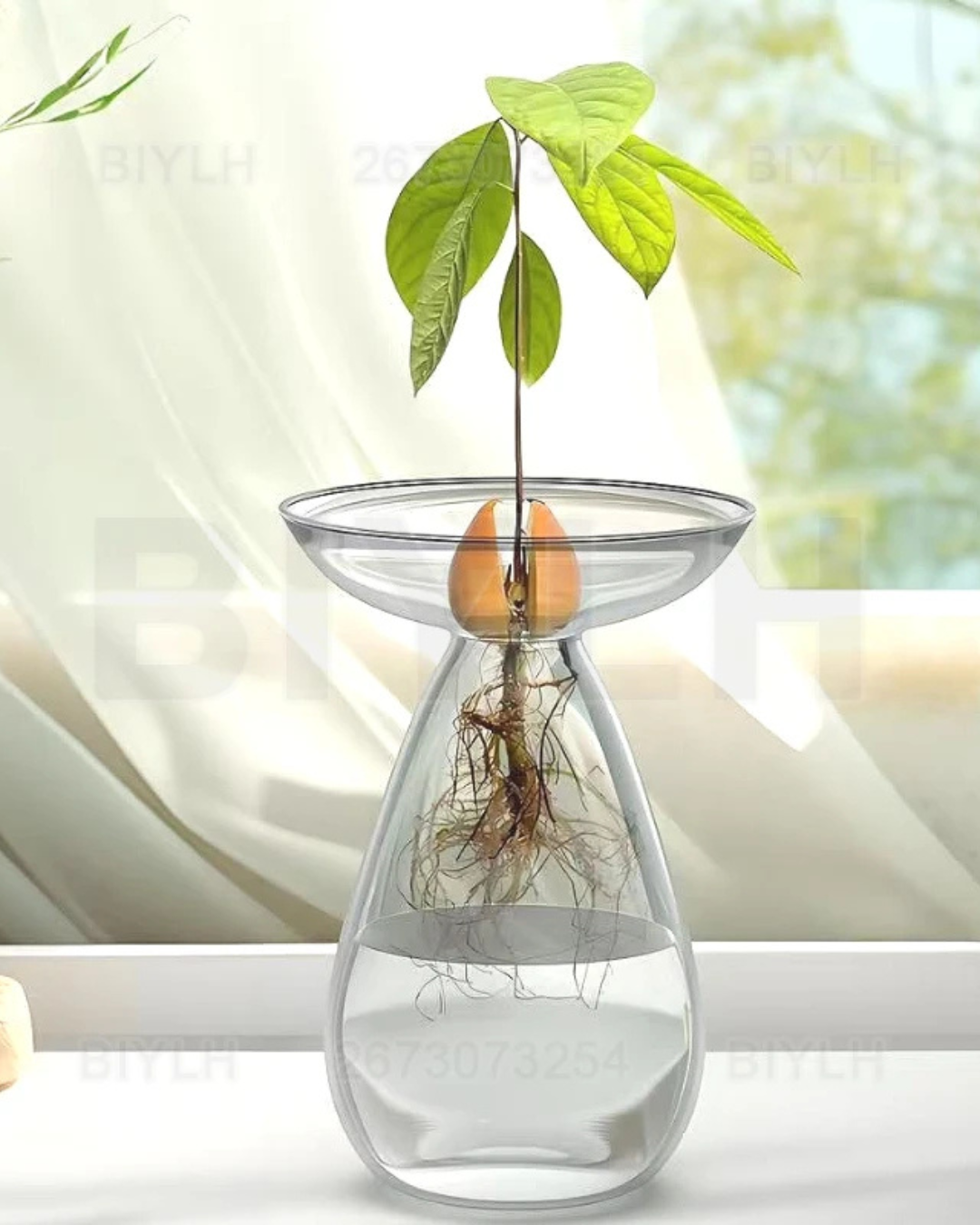 Vaso de Vidro Hidropônico para Cultivo de Abacate